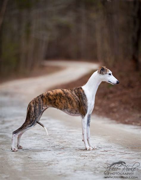 Gorgeous Whippet Whippet Dog Puppy Whippet Whippet Dog