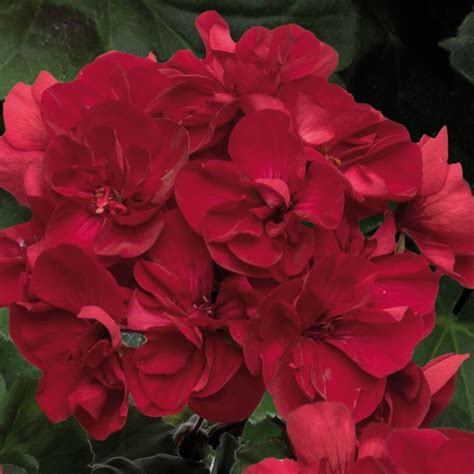 Pelargonium Zonal