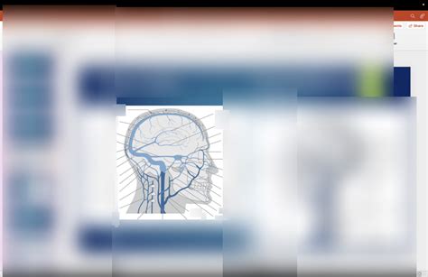 deep veins diagram quizlet