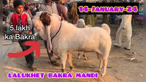 Lalukhet Bakra Mandi Latest Rates Update 2024 Ki Qurbani Ky Janwar 14