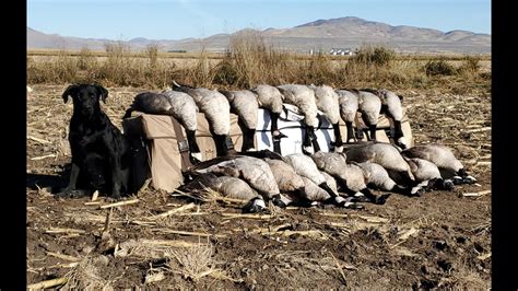 Opener Day Goose Hunt Man Limit Youtube