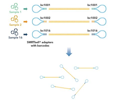 Microbial Whole Genome Sequencing Pacbio