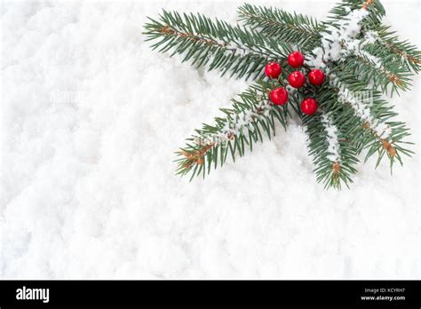 Weihnachtsbaum Tanne Zweig Mit Roten Stechpalme Beeren Mit