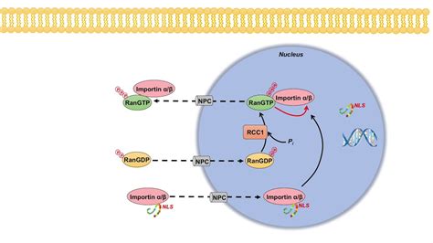 Ran GTPase Cycle and Nuclear Transport | Importins and Exportins - YouTube