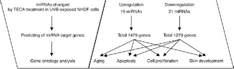 Figure From Titrated Extract Of Centella Asiatica Provides A Uvb