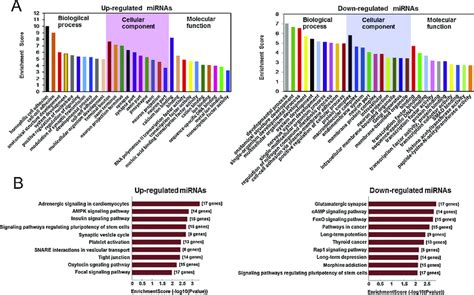 Go Enrichment And Kegg Pathway Analysis For The Target Genes Of