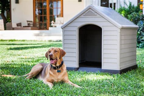 Las mejores casas de exterior para perros de todos los tamaños