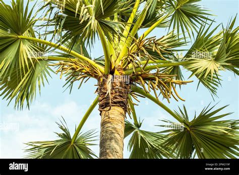 Palmyra Palm Tree Is Native Of Tropical Africa And Asia Borassus