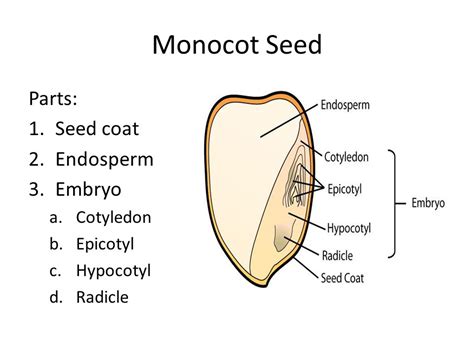 Draw A Diagram Of Monocot Embryo Biology Sexual Reproduction In