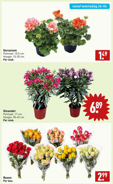 Rozen Geranium Folder Aanbieding Bij Aldi Details