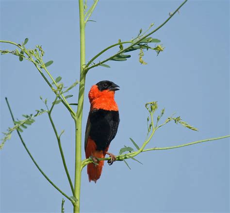 Black And Orange Birds Picture And Id Guide Bird Advisors