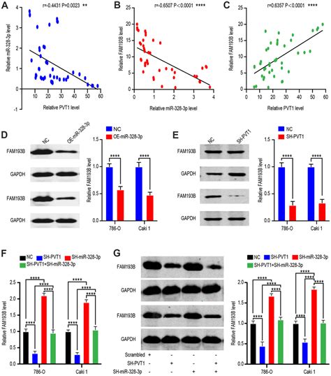 The Cerna Pvt Inhibits Proliferation Of Ccrcc Cells By Sponging Mir