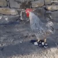 Chicken In Sneakers GIF - Find & Share on GIPHY | Chicken humor, Funny ...