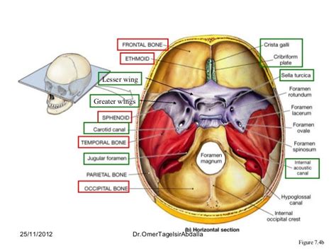 Anatomy of the Skull