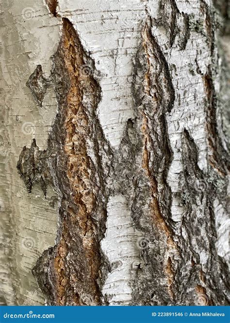 The Trunk of a Beautiful Birch Tree in the Perm Region Stock Photo ...