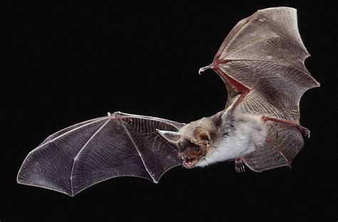 Greater Mouse Eared Bats Myotis Myotis Locate Insects In The Grass By