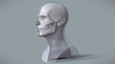 Skin And Skull Relationship Guide For Artist Buy Royalty Free 3d Model