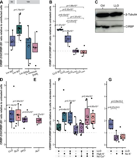 Bacterial Pore Forming Toxins Induce A Change In The Balance Between