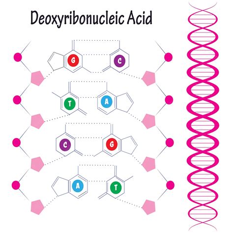 Deoxyribonucleic Acid Structure