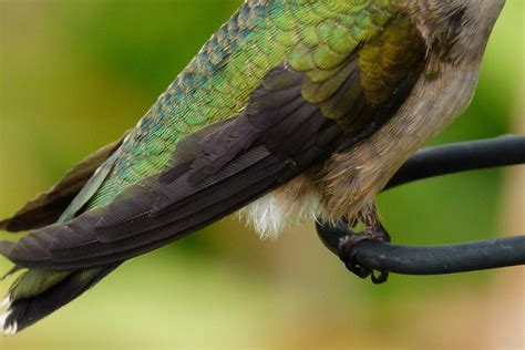 Hummingbird Feathers: The Mick: Galleries: Digital Photography Review ...