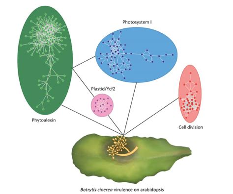 Plantae Review Plant Networks As Traits And Hypotheses Moving