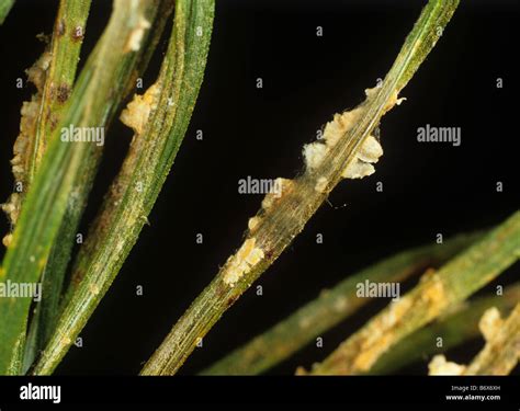 Needle rust Coleosporium tussilaginis pustules on pine needles Stock Photo - Alamy