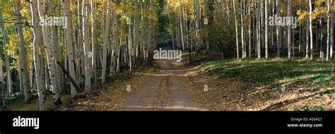 Dirt Road Through Forest Stock Photo Alamy