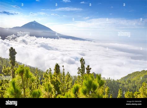 Teide Volcano Mount Above Sea Of Clouds Tenerife Canary Islands