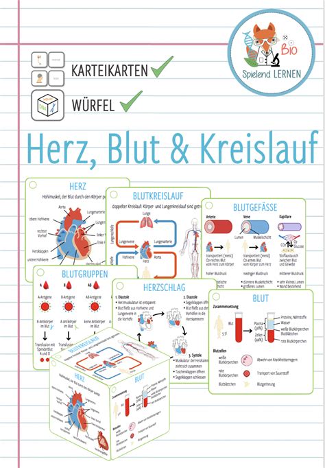 Herz Blut Kreislauf Karteikarten Und Lernw Rfel