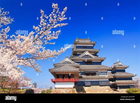 Yoshino Cherry Blossoms And Matsumoto Castle Stock Photo Alamy