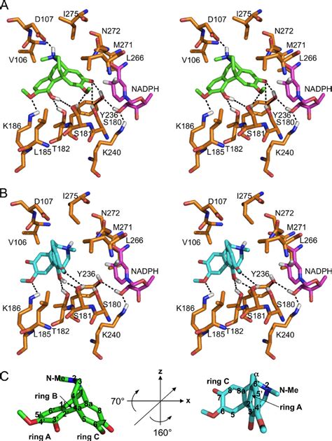 Substrate Binding Pocket Of Salr With Docked Ligand A Stereo View Of