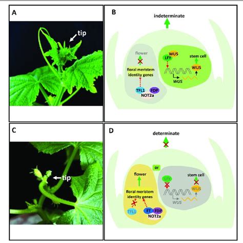 Morphological Phenotypes Of Representative Cucumber Leaf Mutants Or