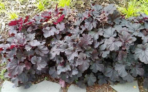 Hosta Companion Plants Growing Hostas With Shade Loving Plants