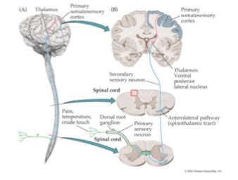 Somatosensory I Flashcards Quizlet