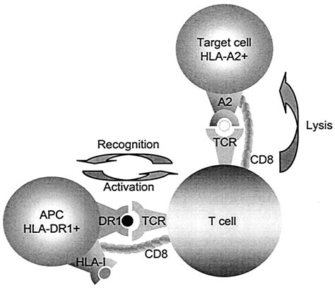 Dual HLA Class I And Class II Restricted Recognition Of Alloreactive T