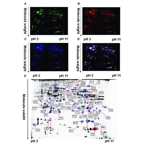 A Representative Two Dimensional Fluorescence Difference Gel Download Scientific Diagram