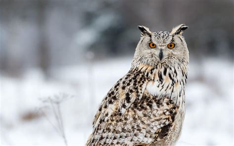Great Horned Owl Wallpapers - Top Free Great Horned Owl Backgrounds ...