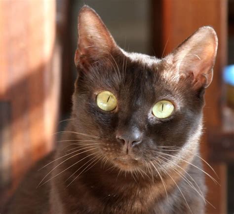 123 Best 54 Chocolate Cats Dark Brown Cats Images On Pinterest