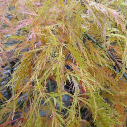 Acer Palmatum Dissectum Emerald Lace Provender Nurseries