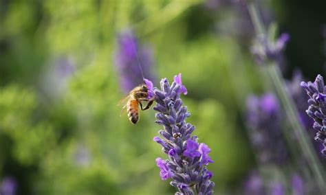 Were All Abuzz About Honey Bee Zen Apiaries Kootenay Business