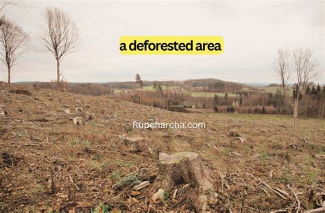 Deforestation: Causes, Effects, and Solutions - Rupcharcha.com