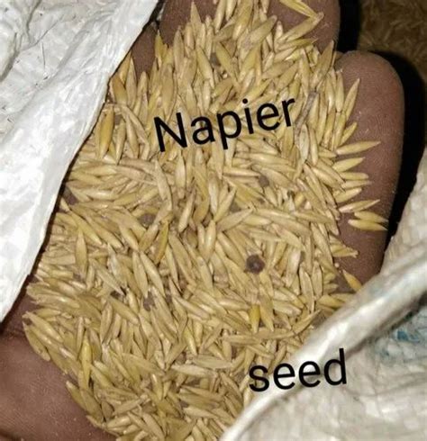 Dried Super Napier Grass Seed For Fodder Packaging Type 10 Kg Pp Bag At ₹ 1000 Kilogram In