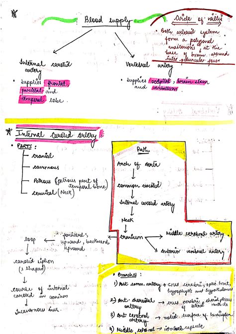 Solution Blood Supply Of Brain Studypool