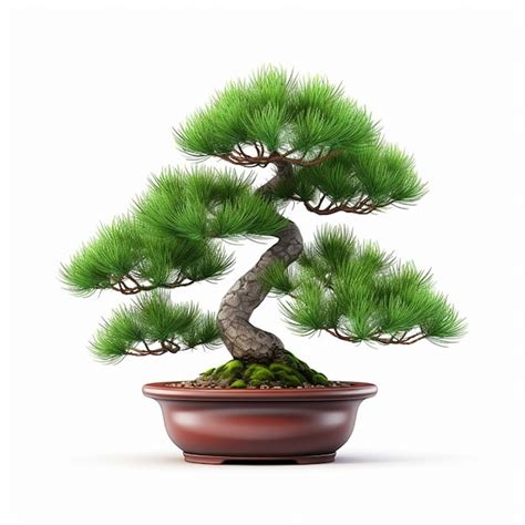 Bonsai De Pinheiro Verde Isolado Em Fundo Branco Em Vaso Foto Premium