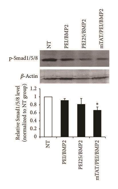 Protein And Mrna Expression Of Bmp 2 From Hucb Msc Modified With