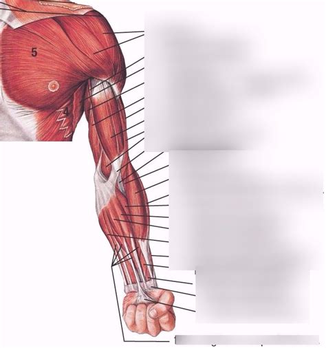 Arm Muscles Anterior View Diagram Quizlet