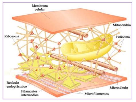 Citoesqueleto Celula