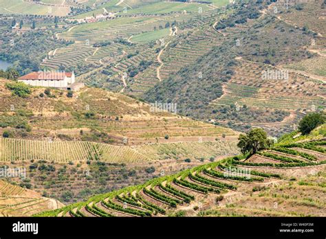 Scenic View Of Alto Douro Vinhateiro With Terraces And Vineyards Stock