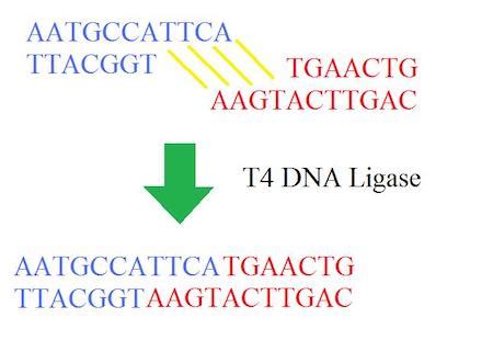 DNA Ligase Function, Genetic Engineering & Restriction Enzymes - Video ...