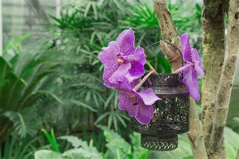 Orchid Pots Hanging on the Tree Stock Image - Image of flower, green ...